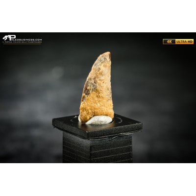 Dente fossile di dinosauro abelisauride