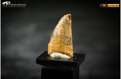 Dente fossile di dinosauro abelisauride