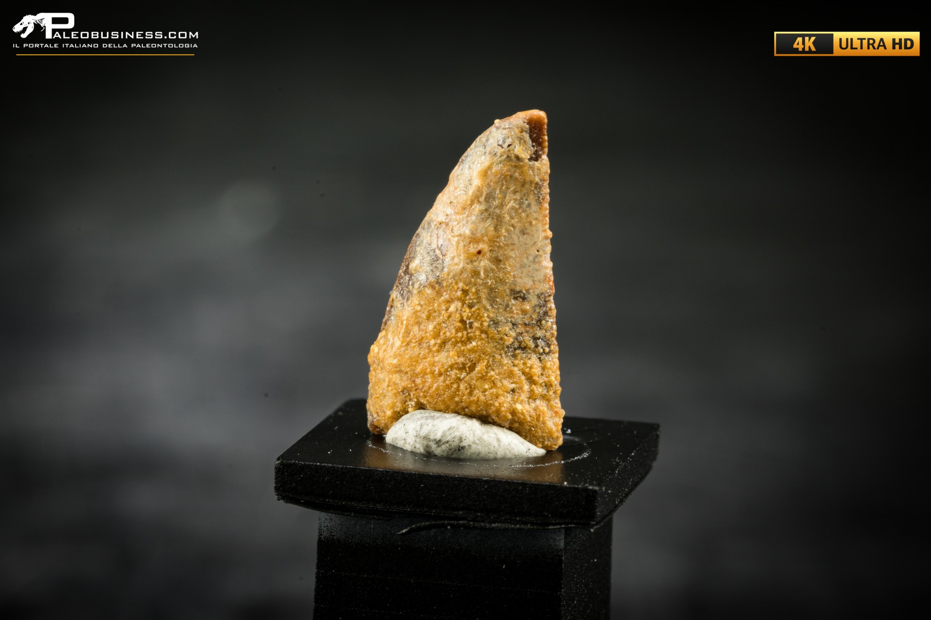 Dente fossile di dinosauro abelisauride Dente fossile di dinosauro abelisauride