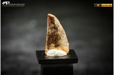 Dente fossile di dinosauro abelisauride
