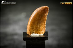Dente fossile di dinosauro abelisauride