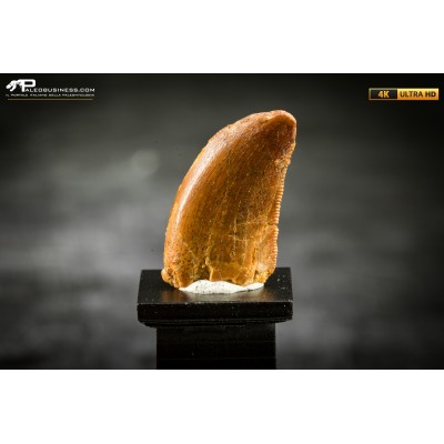 Dente fossile di dinosauro abelisauride