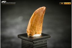 Dente fossile di dinosauro abelisauride