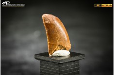 Dente fossile di dinosauro abelisauride