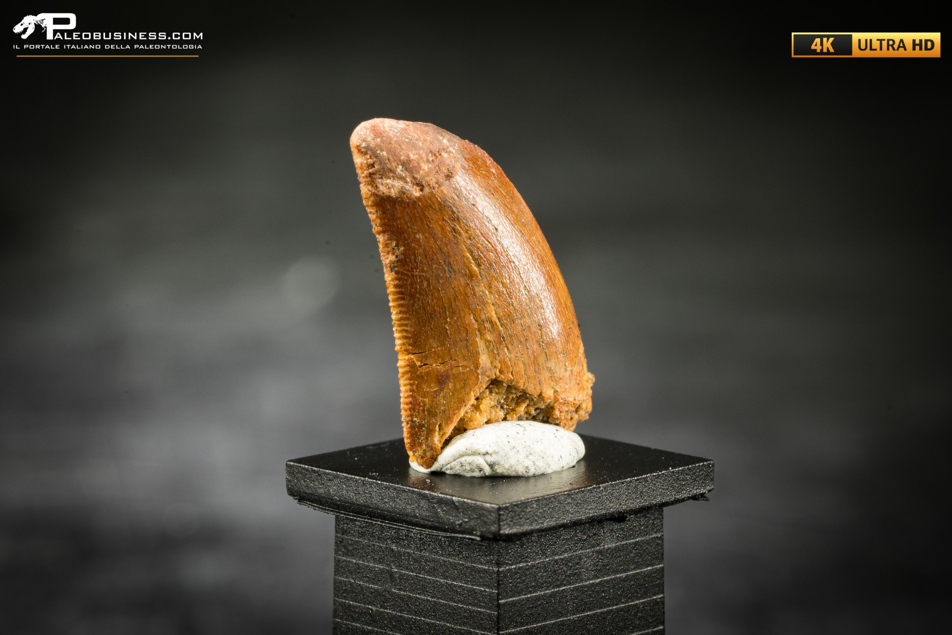 Dente fossile di dinosauro abelisauride Dente fossile di dinosauro abelisauride