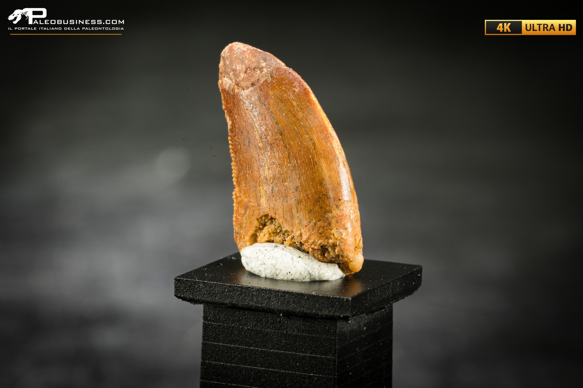 Dente fossile di dinosauro abelisauride Dente fossile di dinosauro abelisauride