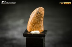 Dente fossile di dinosauro abelisauride