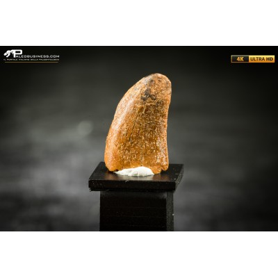 Dente fossile di dinosauro abelisauride