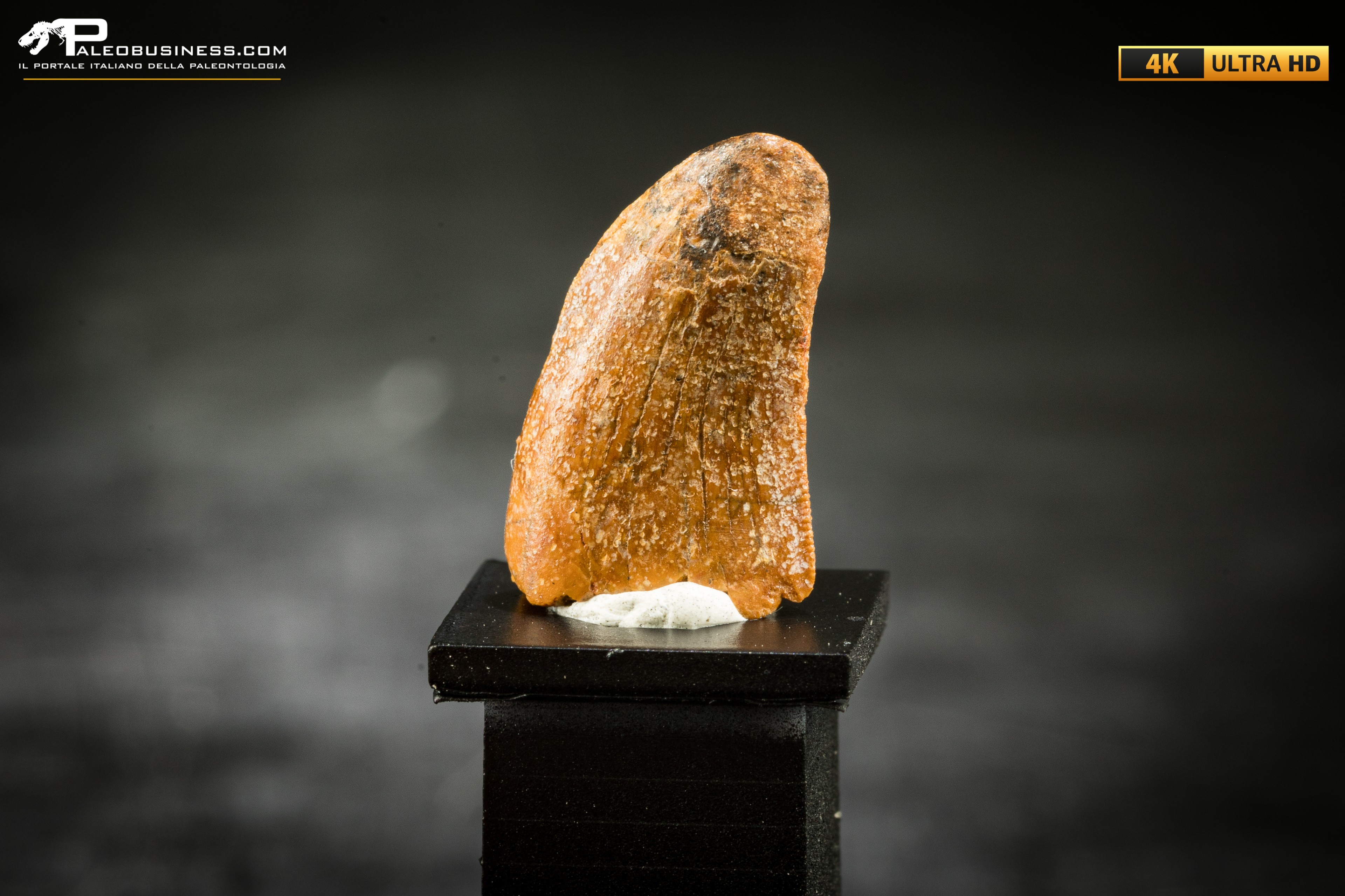 Dente fossile di dinosauro abelisauride
