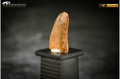 Dente fossile di dinosauro abelisauride