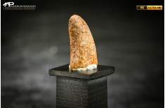 Dente fossile di dinosauro abelisauride