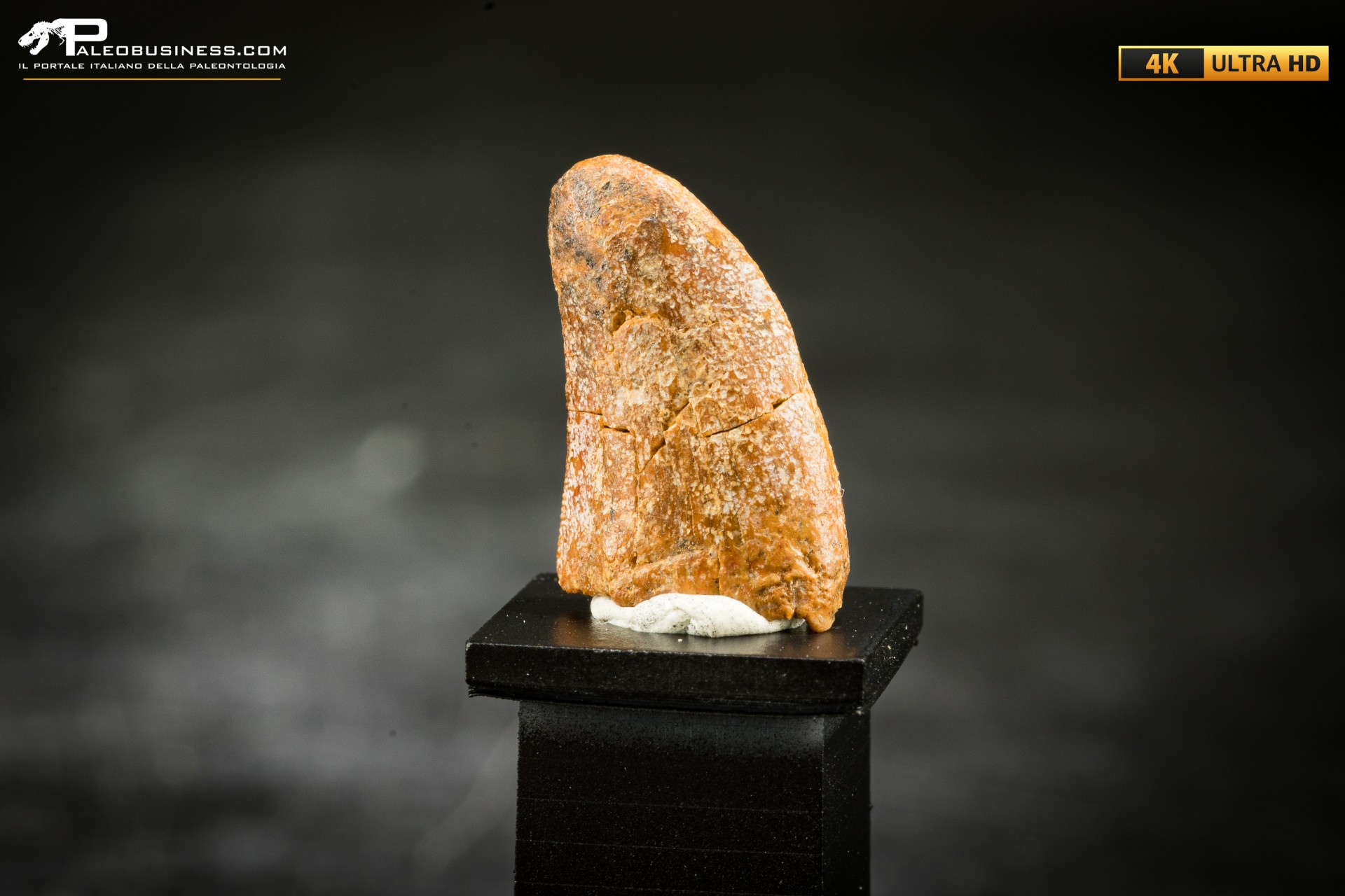 Dente fossile di dinosauro abelisauride Dente fossile di dinosauro abelisauride
