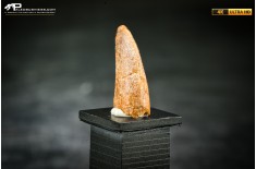 Dente fossile di dinosauro abelisauride