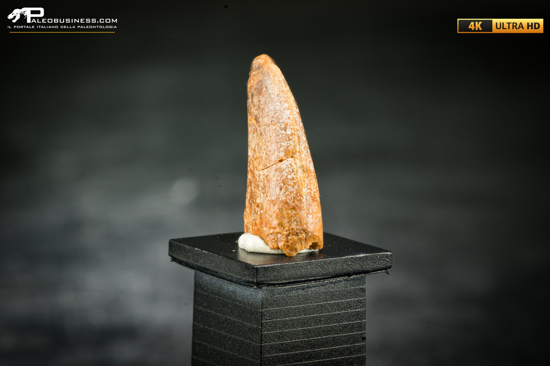 Dente fossile di dinosauro abelisauride Dente fossile di dinosauro abelisauride