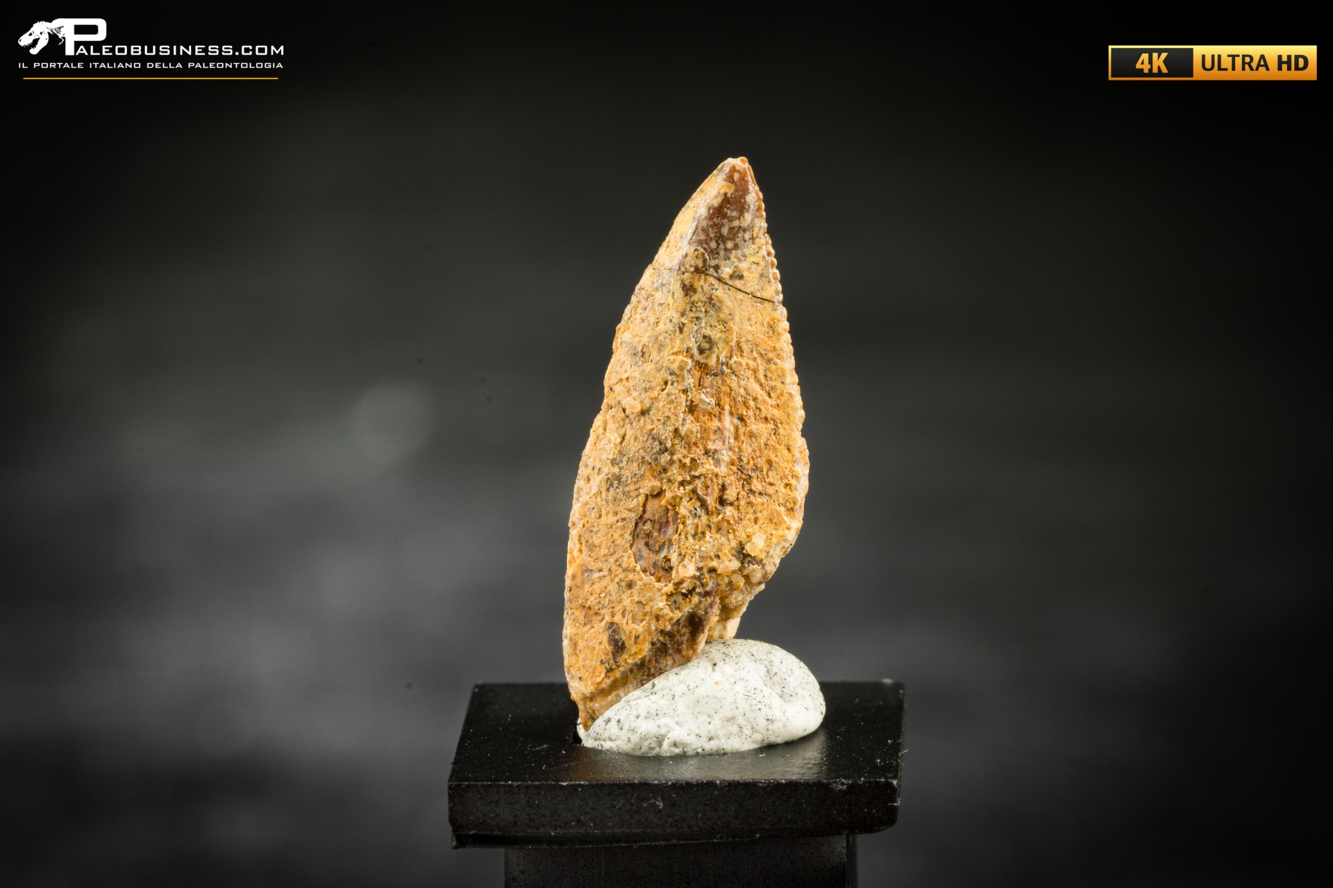 Dente fossile di dinosauro abelisauride Dente fossile di dinosauro abelisauride
