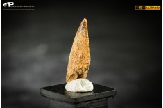 Dente fossile di dinosauro abelisauride