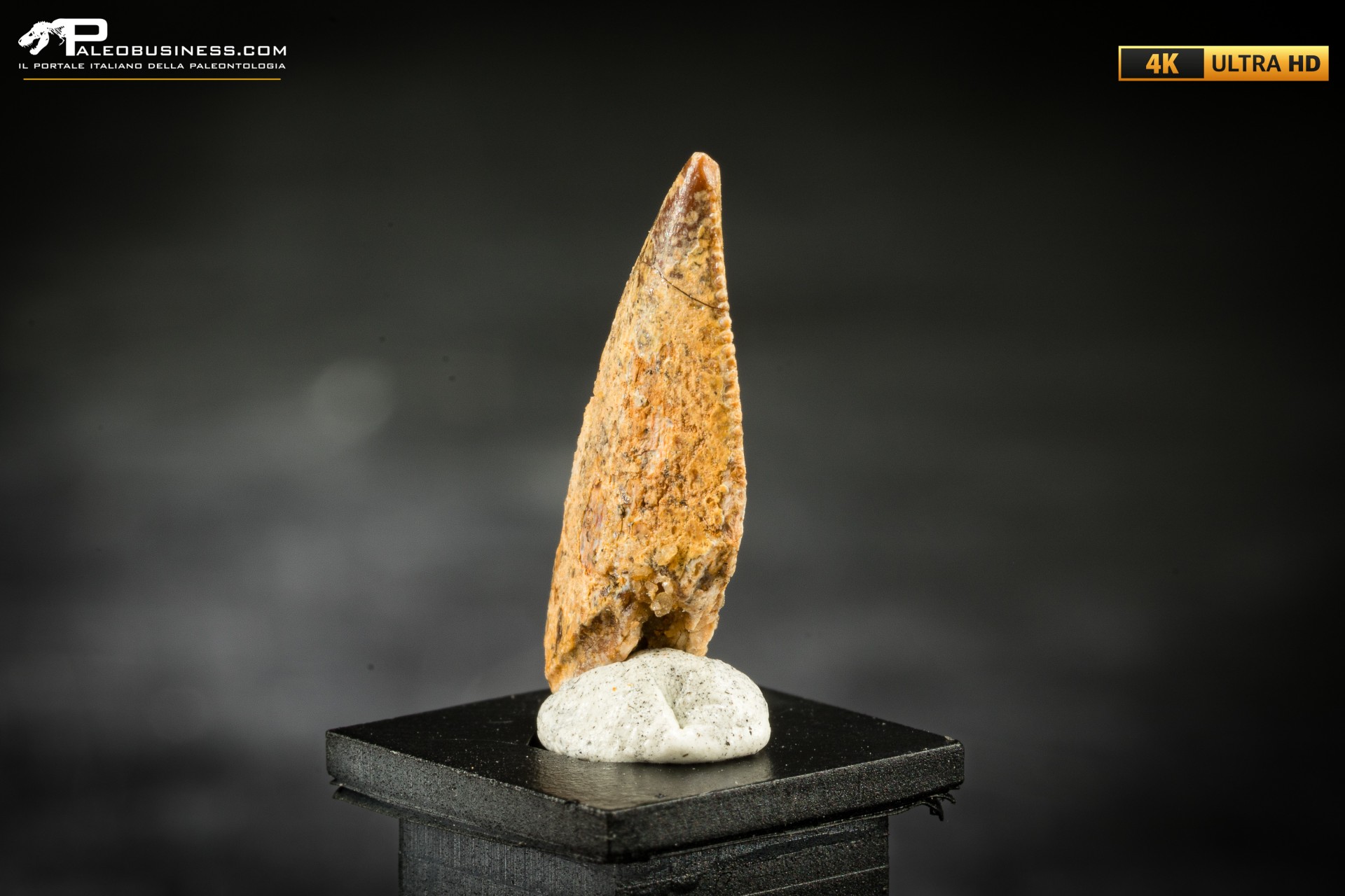 Dente fossile di dinosauro abelisauride Dente fossile di dinosauro abelisauride