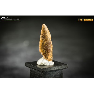 Dente fossile di dinosauro abelisauride