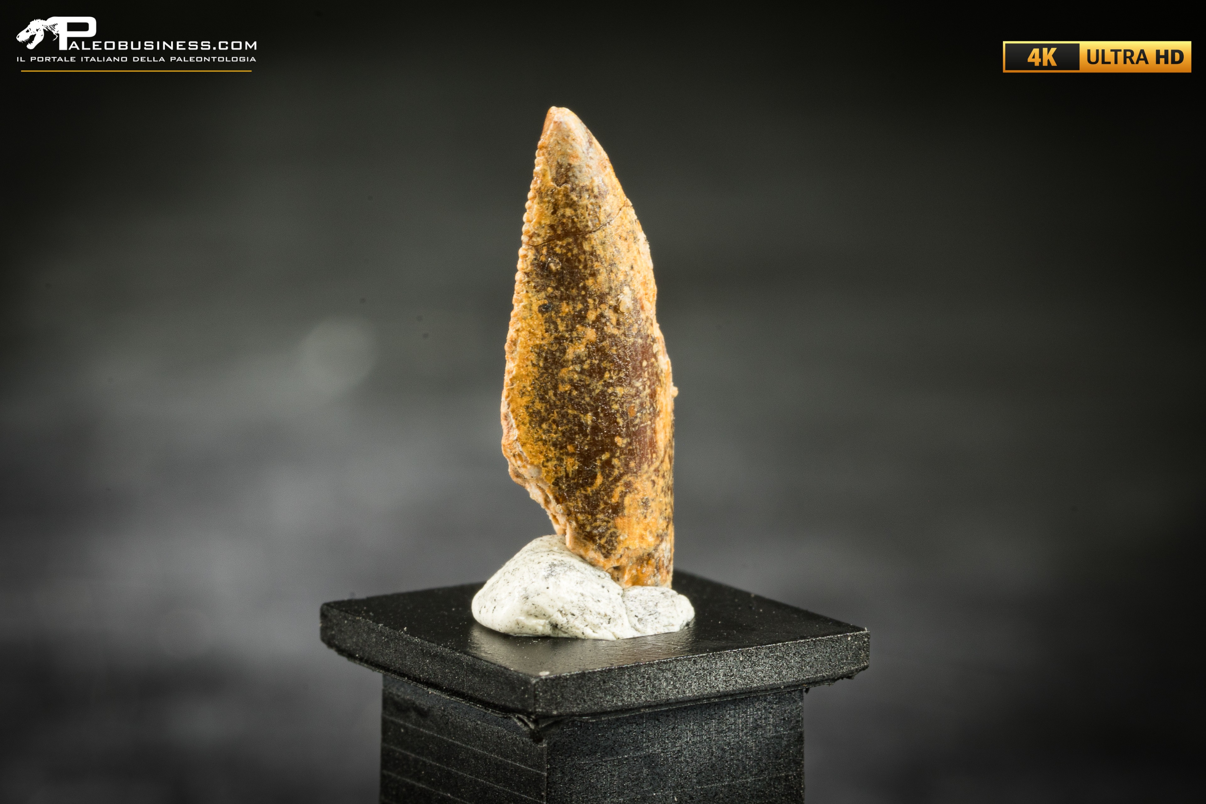 Dente fossile di dinosauro abelisauride