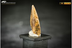 Dente fossile di dinosauro abelisauride