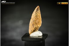 Dente fossile di dinosauro abelisauride