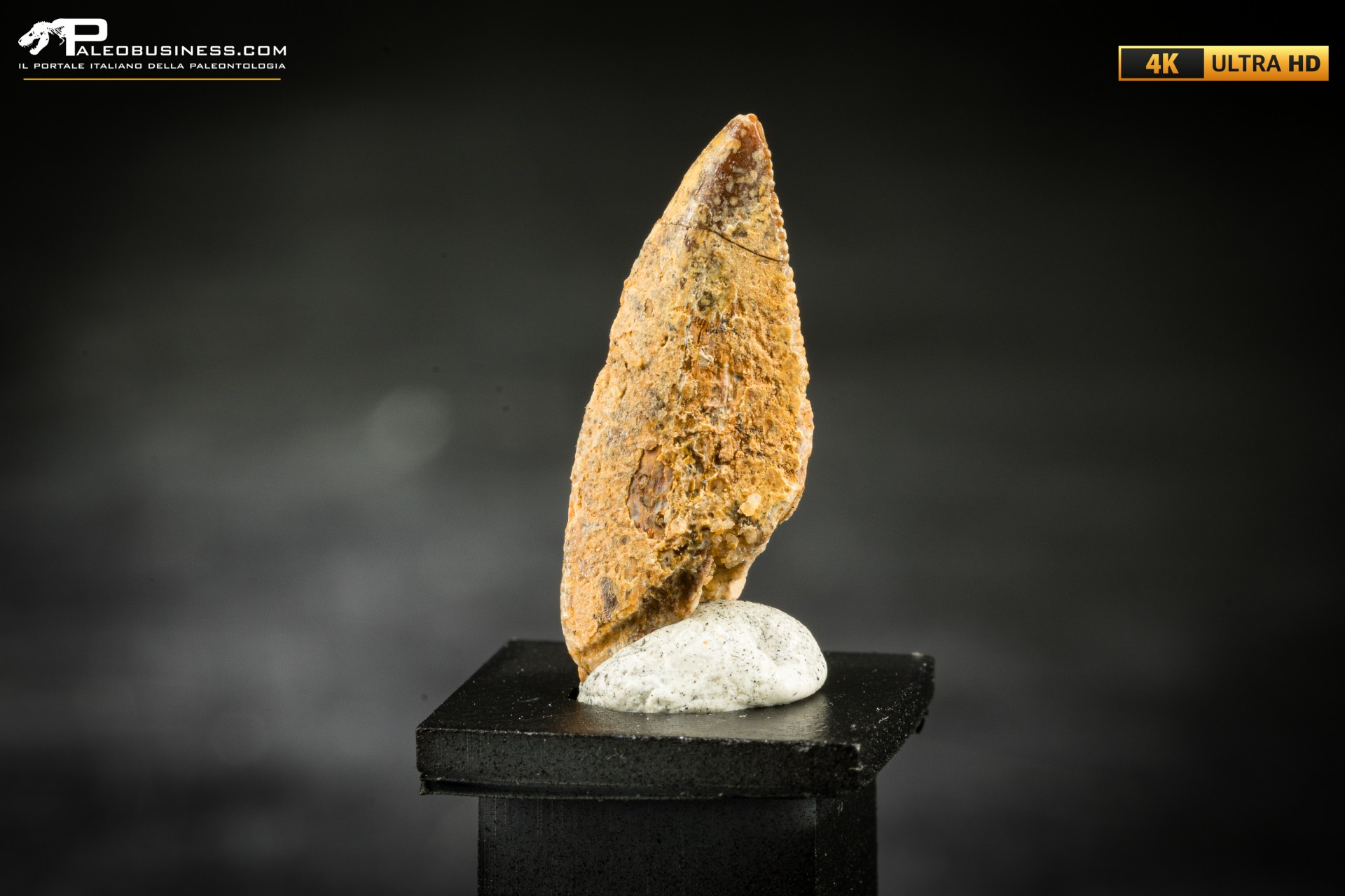 Dente fossile di dinosauro abelisauride Dente fossile di dinosauro abelisauride