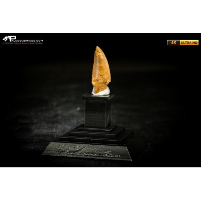 Dente fossile di dinosauro abelisauride