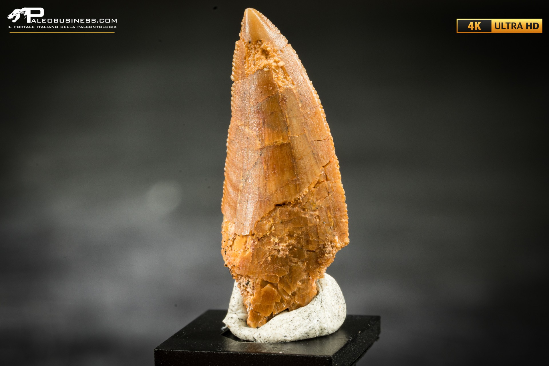 Dente fossile di dinosauro abelisauride Dente fossile di dinosauro abelisauride