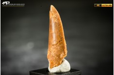 Dente fossile di dinosauro abelisauride