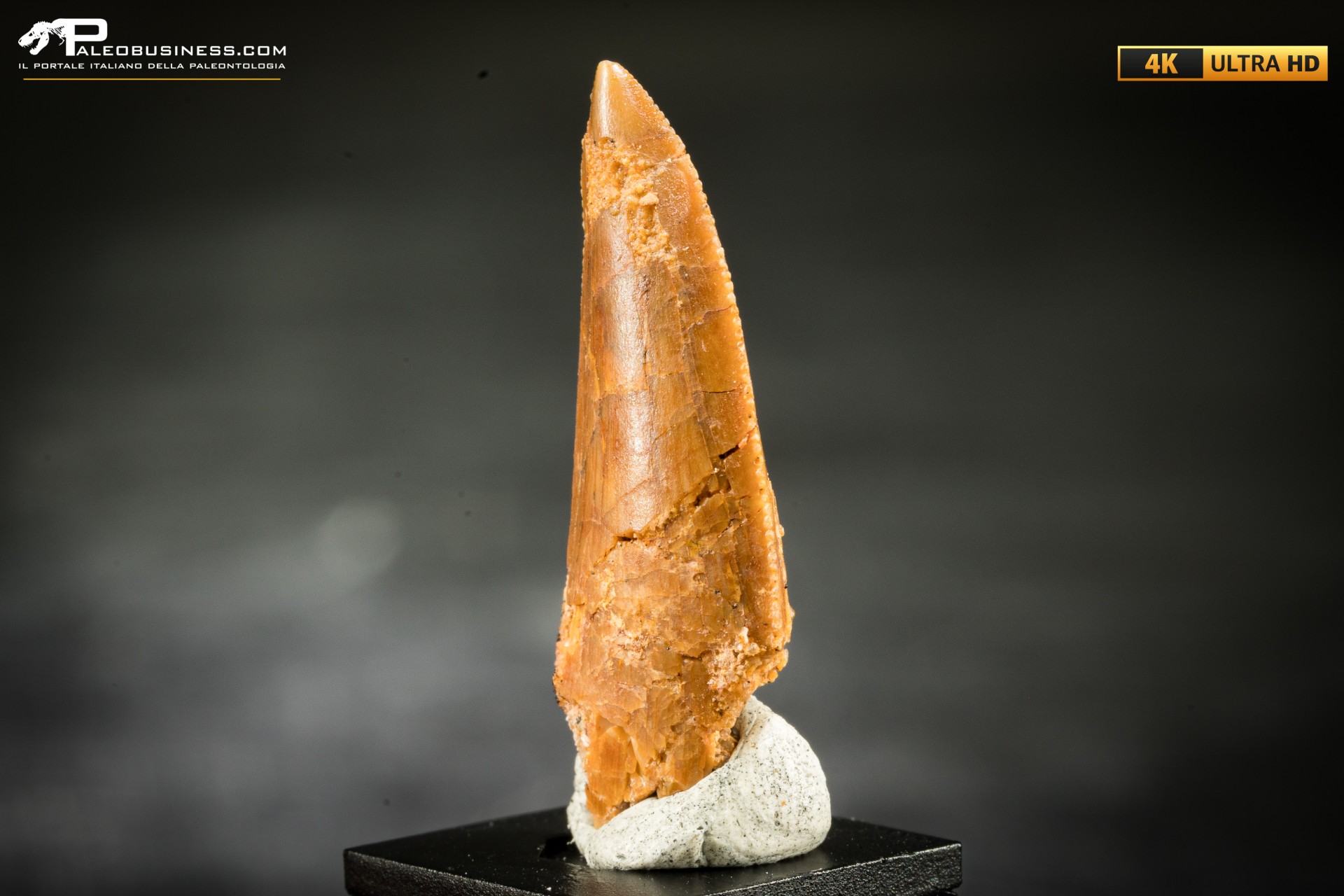 Dente fossile di dinosauro abelisauride Dente fossile di dinosauro abelisauride