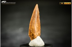 Dente fossile di dinosauro abelisauride