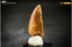 Dente fossile di dinosauro abelisauride