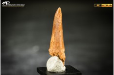 Dente fossile di dinosauro abelisauride