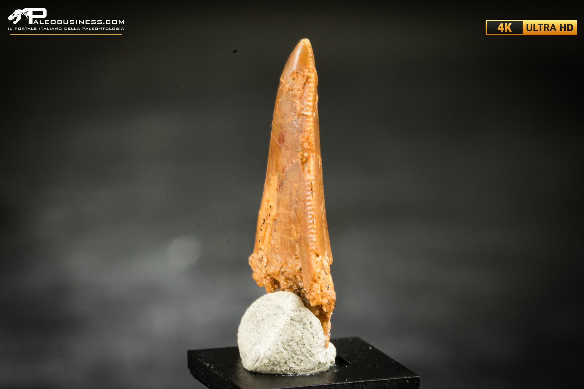 Dente fossile di dinosauro abelisauride Dente fossile di dinosauro abelisauride