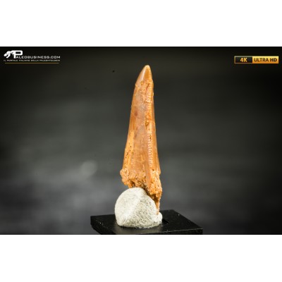 Dente fossile di dinosauro abelisauride