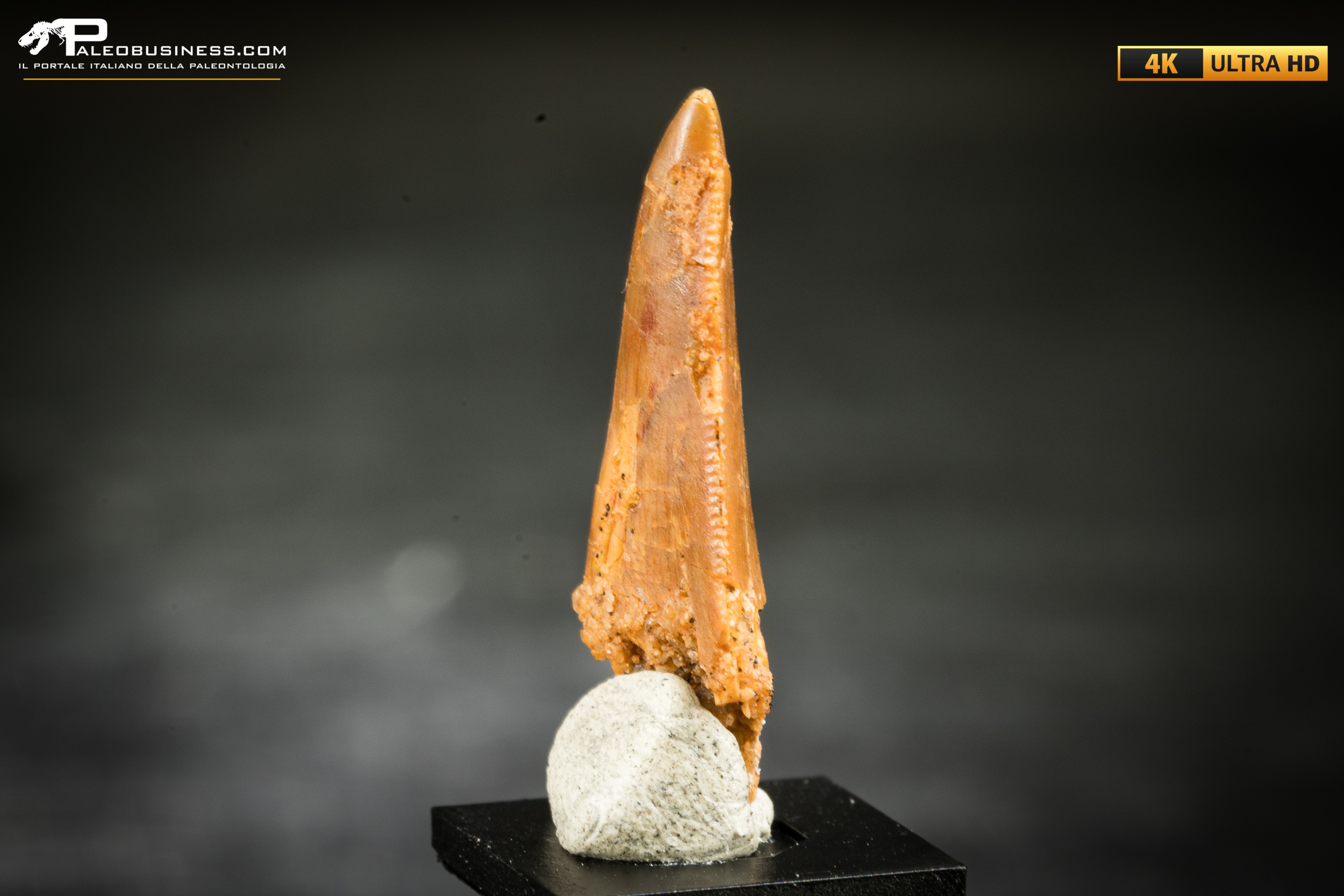 Dente fossile di dinosauro abelisauride