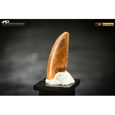 Dente fossile di dinosauro abelisauride