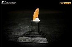 Dente fossile di dinosauro abelisauride