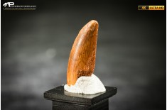 Dente fossile di dinosauro abelisauride