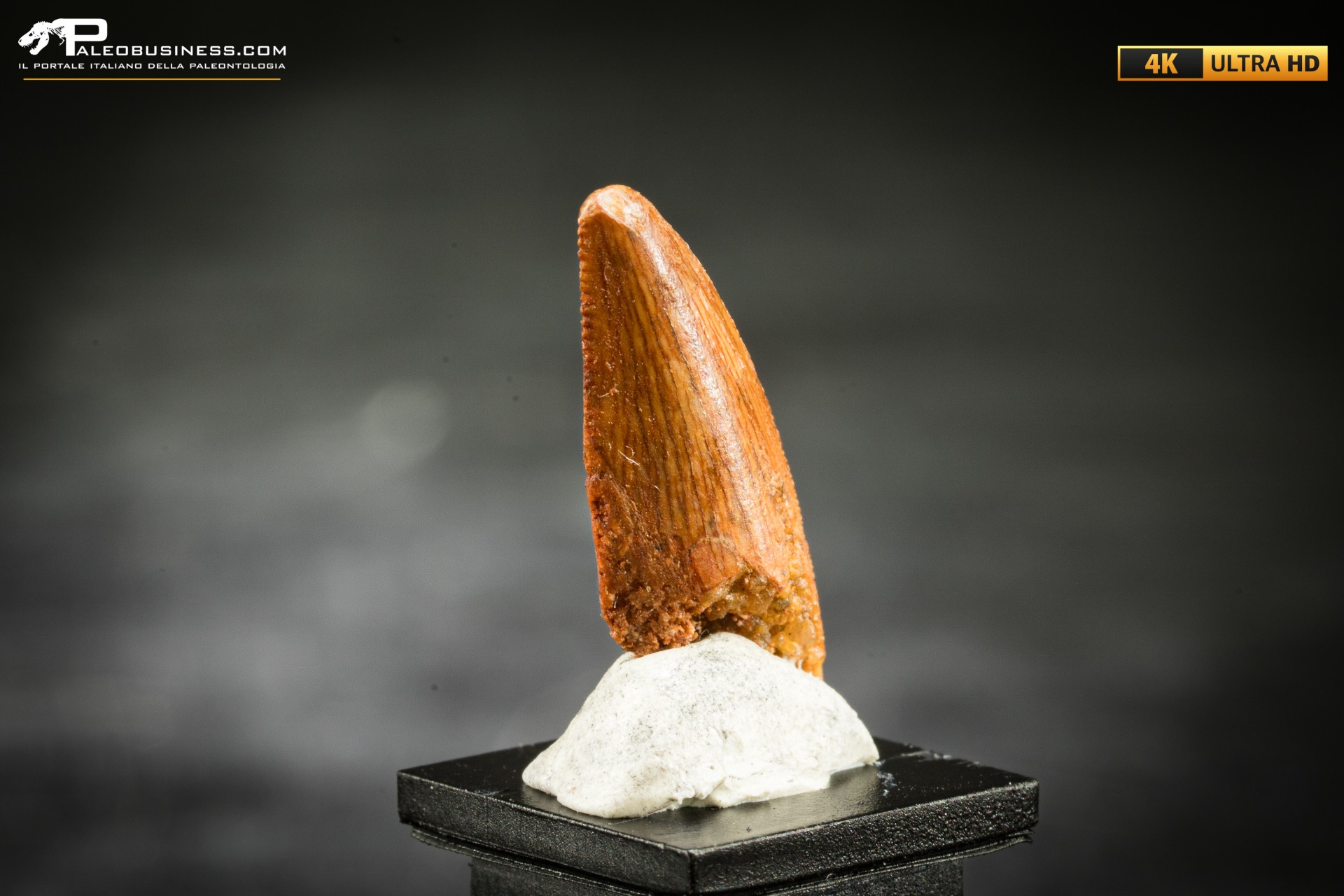 Dente fossile di dinosauro abelisauride Dente fossile di dinosauro abelisauride
