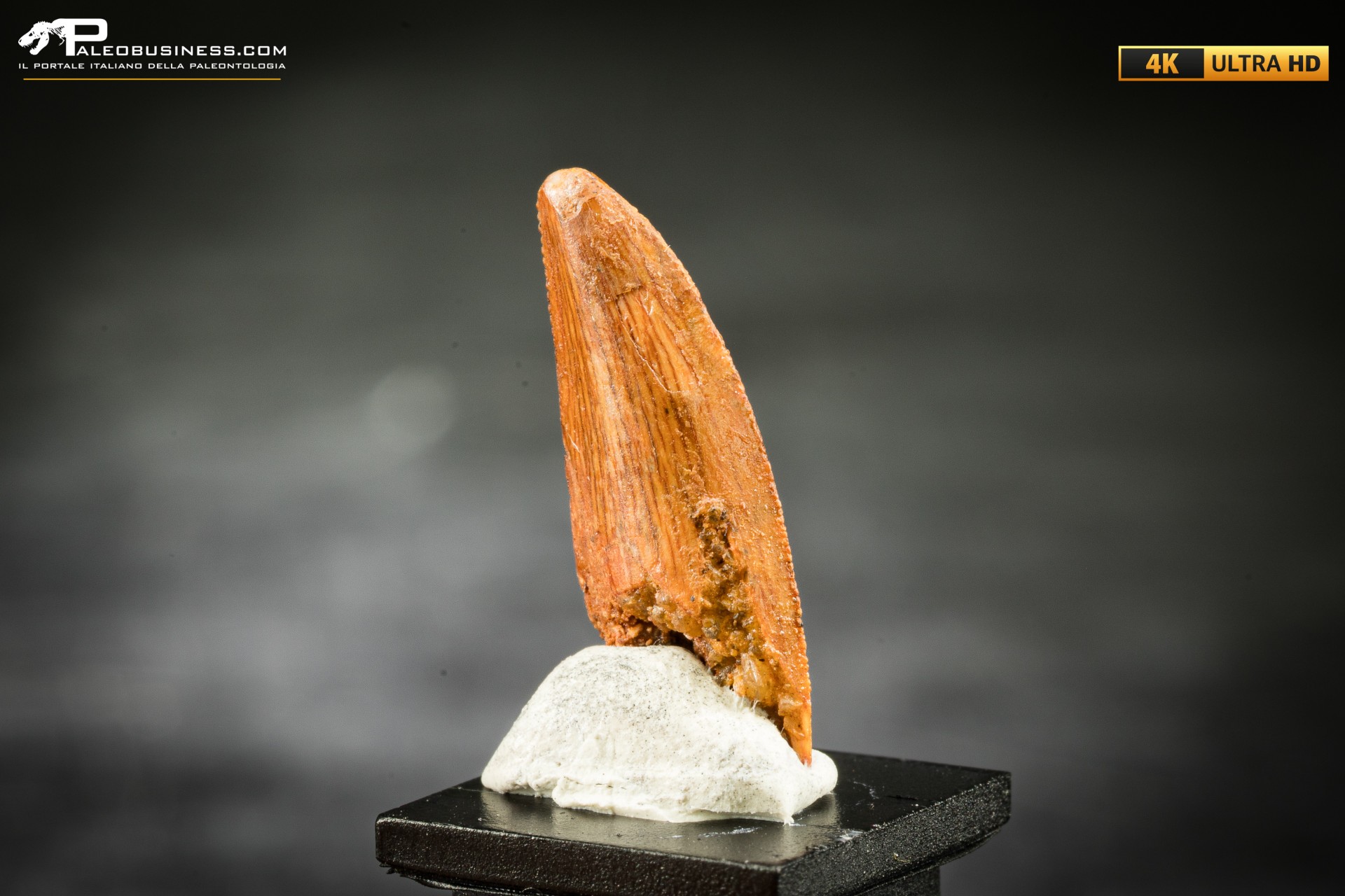 Dente fossile di dinosauro abelisauride Dente fossile di dinosauro abelisauride