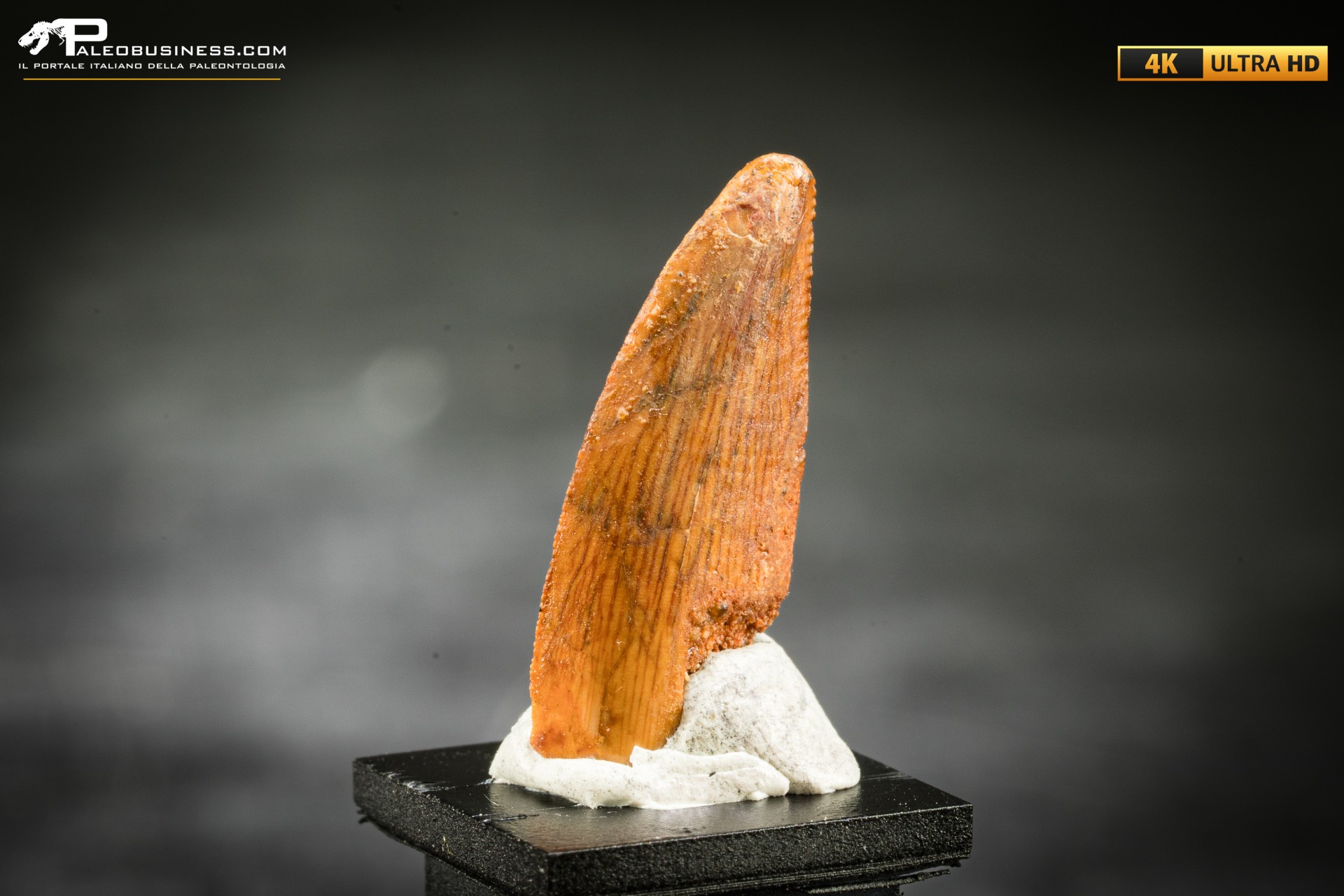 Dente fossile di dinosauro abelisauride Dente fossile di dinosauro abelisauride
