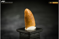 Dente fossile di dinosauro abelisauride