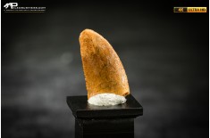 Dente fossile di dinosauro abelisauride
