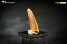 Dente fossile di dinosauro abelisauride