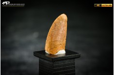 Dente fossile di dinosauro abelisauride