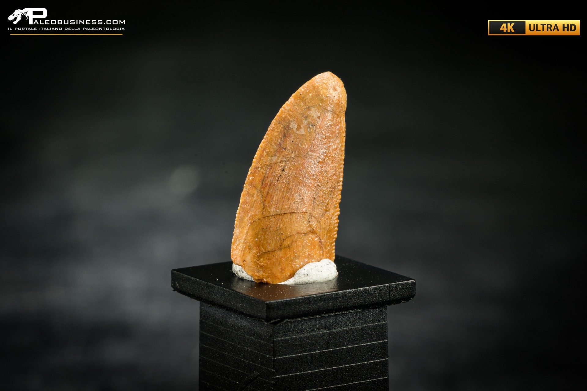 Dente fossile di dinosauro abelisauride Dente fossile di dinosauro abelisauride