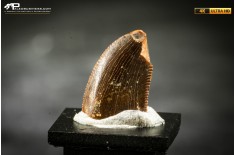 Dente fossile di dinosauro abelisauride