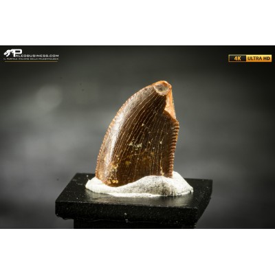 Dente fossile di dinosauro abelisauride