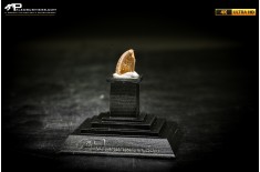 Dente fossile di dinosauro abelisauride